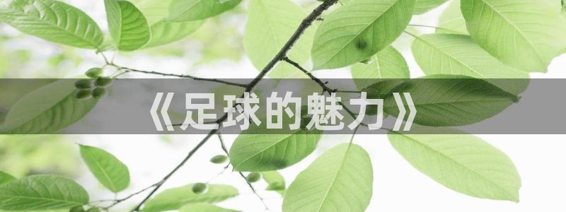 尊龙官网下载招商电话号码是多少啊：《足球的魅力》