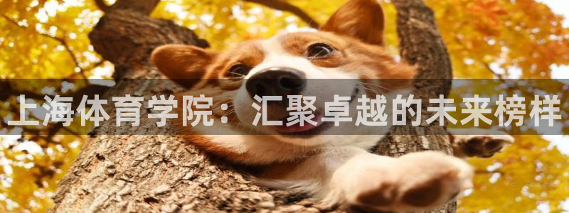 尊龙官网下载平台注册：上海体育学院：汇聚卓越的未来榜样
