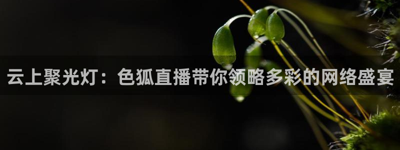河豚体育直播免费观看：云上聚光灯：色狐直播带你领略多彩的网络盛宴
