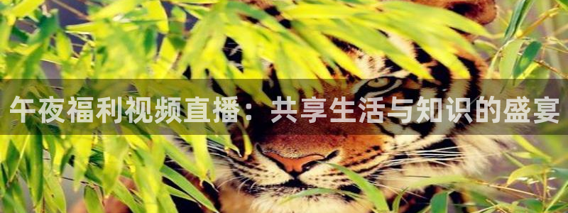 河豚体育赛事直播：午夜福利视频直播：共享生活与知识的盛宴